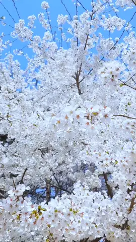 🤍P.M.K🤍 #fypツ #ပန်းလေးတွေဆိုချစ်တယ် #ရောက်စမ်းကွာfypပေါ်💯 #ရောက်ချင်တဲ့နေရာရောက် #foryou 