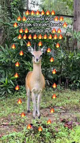 woi woi woi api api api ‼️❗️❣️⁉️#API #🔥 #GreenCreator #VinWonders #dulich 