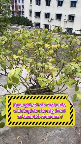 Bạn muốn nhưng cây trồng tại nhà của mình xanh tốt, khỏe mạnh, vậy thì hãy làm ngay những điều này.#chamsoccay #trichoderma #phantrunque #trongcaytainha #trongcaysieude 