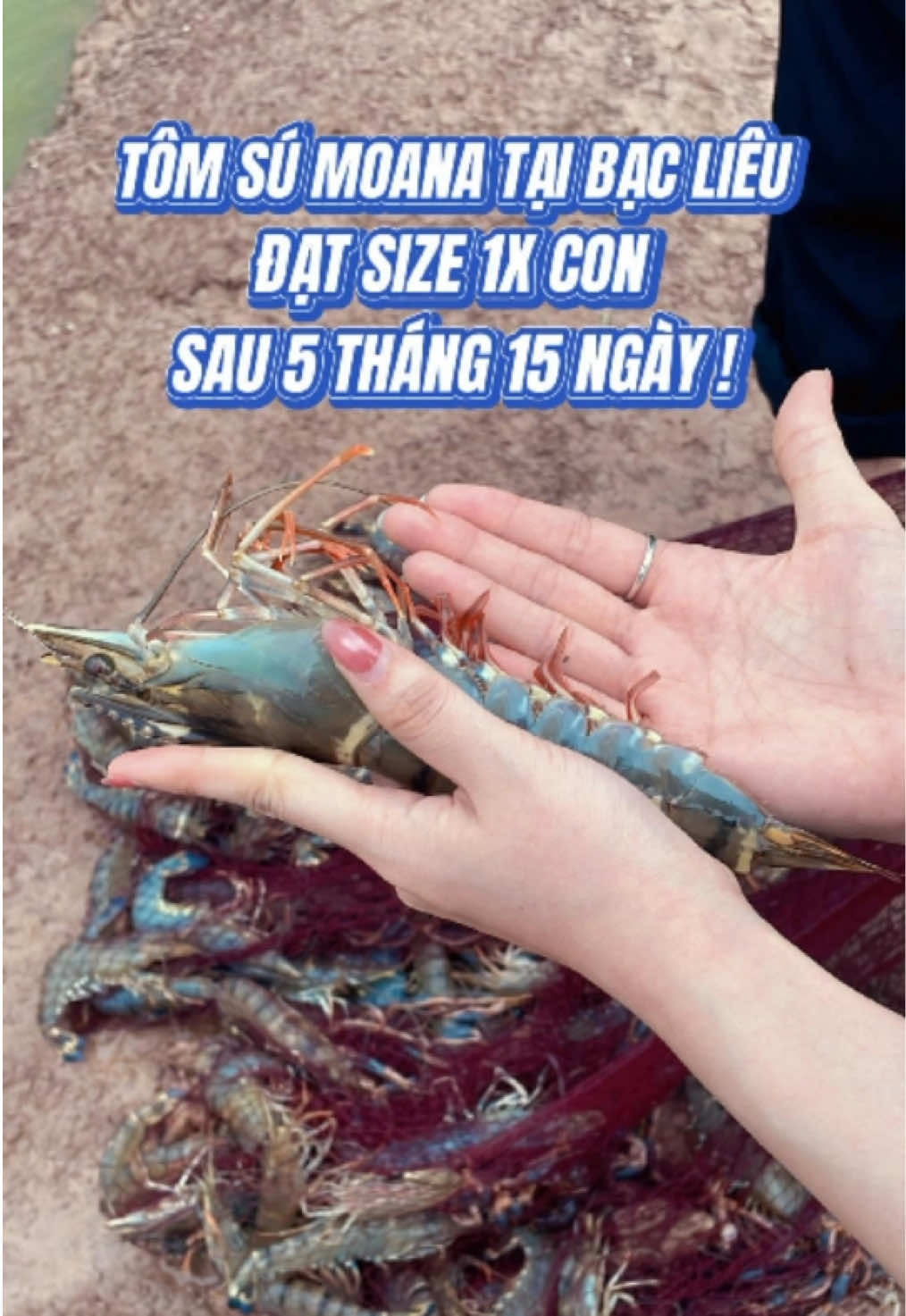 🦐✨Nuôi tôm sú về size 1x anh chị ơi!🔥 #nuoitom #nuoitomcongnghecao #nuoitomtrenaolotbat #tomgiongnamhaininhthuan #xuhuong @Phòng này lúc dui lúc hong @Tôm Giống Nam Hải Ninh Thuận 
