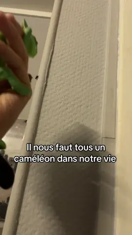 Pascal mange = moins de mouches, plus d’économies 😂@Manon jourdia ✌️🏳️‍🌈 @Camel_04 #pourtoii #fyp #cameleon #mouche #pourtoipage 