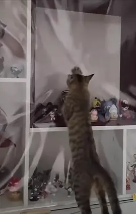 ##funny#cat