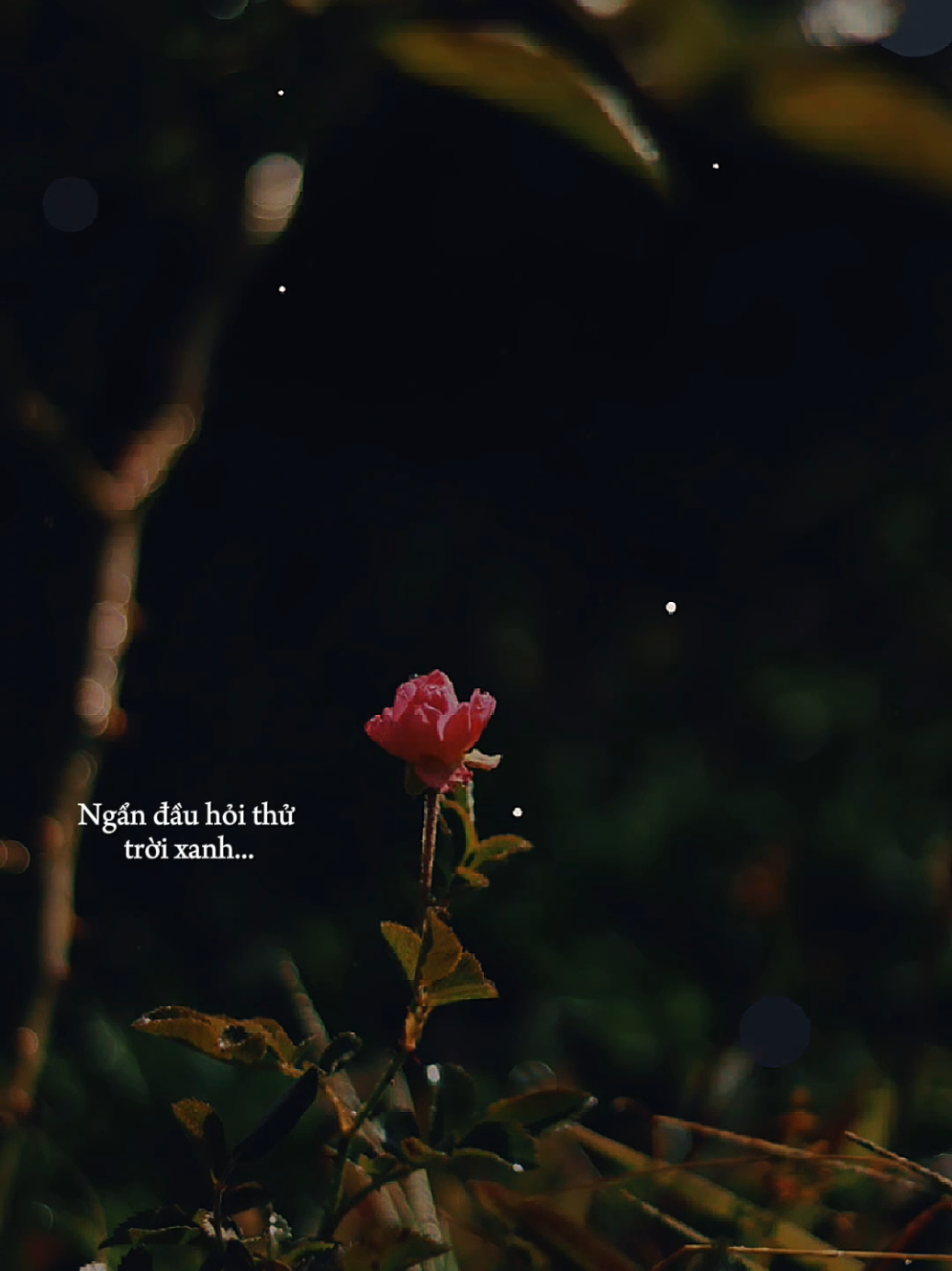 Ngẩn đầu hỏi thử trời xanh... Sao gieo bạc bẻo cho người chân thành... #huvocungbietdau #nhacbuontamtrang #tramcamxuc💔 #maucapcut #phonhac 