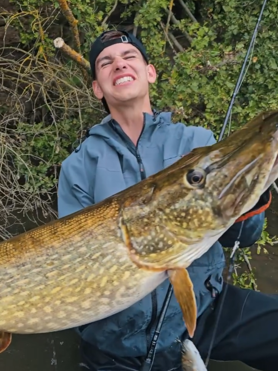 XXL Hecht auf neuen LT Whitefishshad  #angeln #angler #hecht #hechtangeln #harzfishing 