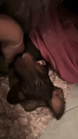 Ciao mamma, sono una tarma!🪳 #bassotto #bassottiditalia #sausagedog #wienerdog #dogtok 