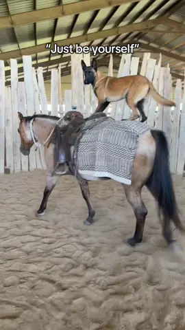 🤷‍♀️ Gonna be my new Colt starter! #malinois #horses #cowboy #coltstarting #goodhorses 