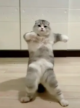 テッドみたいww#cats #猫 #ai #テッド #ted 