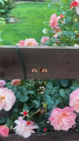 #onthisday 👌💔🖤❤️#CapCut💯❤️🖤👌💔 #fypシ゚viral🖤video🤗foryou😍 #fypシ゚viral🖤video🌌 