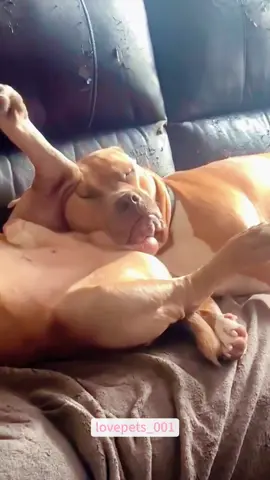 Big dog bullies little dog.#dog #dogs #dogsoftiktok #doglover #funny #foryou #funnyvideos #viral #usa #fypシ #funnytiktok #fyp #cute #funnyanimals #fypシ゚viral #usa🇺🇸 