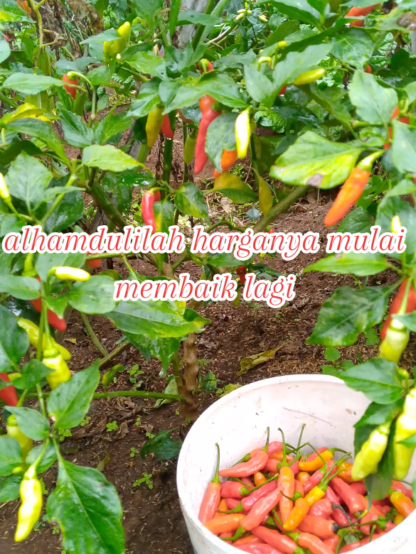 #lagi manen cabe rawit 🔥🔥👍#petaniindonesia🇮🇩🇮🇩🇮🇩🌿🌿 