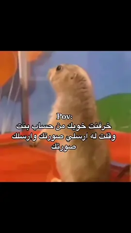 #ميمز #اصولللللللللل #fyp 