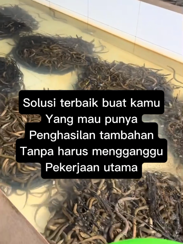 Ingin uang Anda bekerja lebih cerdas? Yuk, titip modal di usaha budidaya belut, peluang usaha agribisnis yang menjanjikan, berkelanjutan, dan minim risiko! ✅ Potensi pasar tinggi – kebutuhan belut terus meningkat ✅ Sistem budidaya sudah terbukti & efisien ✅ Laporan berkala & transparansi penggunaan modal 🌱 Modal Anda, kerja kami – hasilnya untuk kita bersama! #bisnis #fypage #viralvideo #belut #indonesia #pencarian #bisnisanakmuda #reels #fyp #bisnismodalkecil #bismillahfyp #videoviral #jawapride #pebisnissukses 
