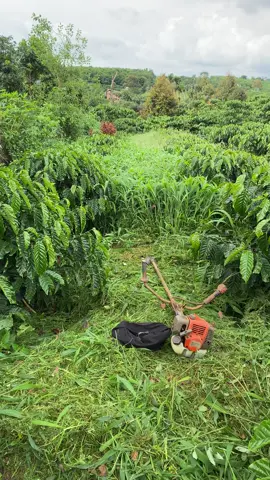 Phát tí cỏ lại đẹp như mơ #xuhuong #chilcoffeefarm #nongnghiephiendai #quoctuanchilcaphefarm #p#phvietnam
