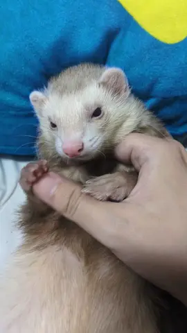 ちくわおじいさん可愛い #フェレット #フェレットのいる生活 #ferret #기여워 