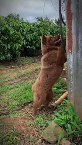 Gấu nâu biết sủa 😂 #chomongcoc #quockhuyenvietnam #hmong #tiktok #xuhuong 