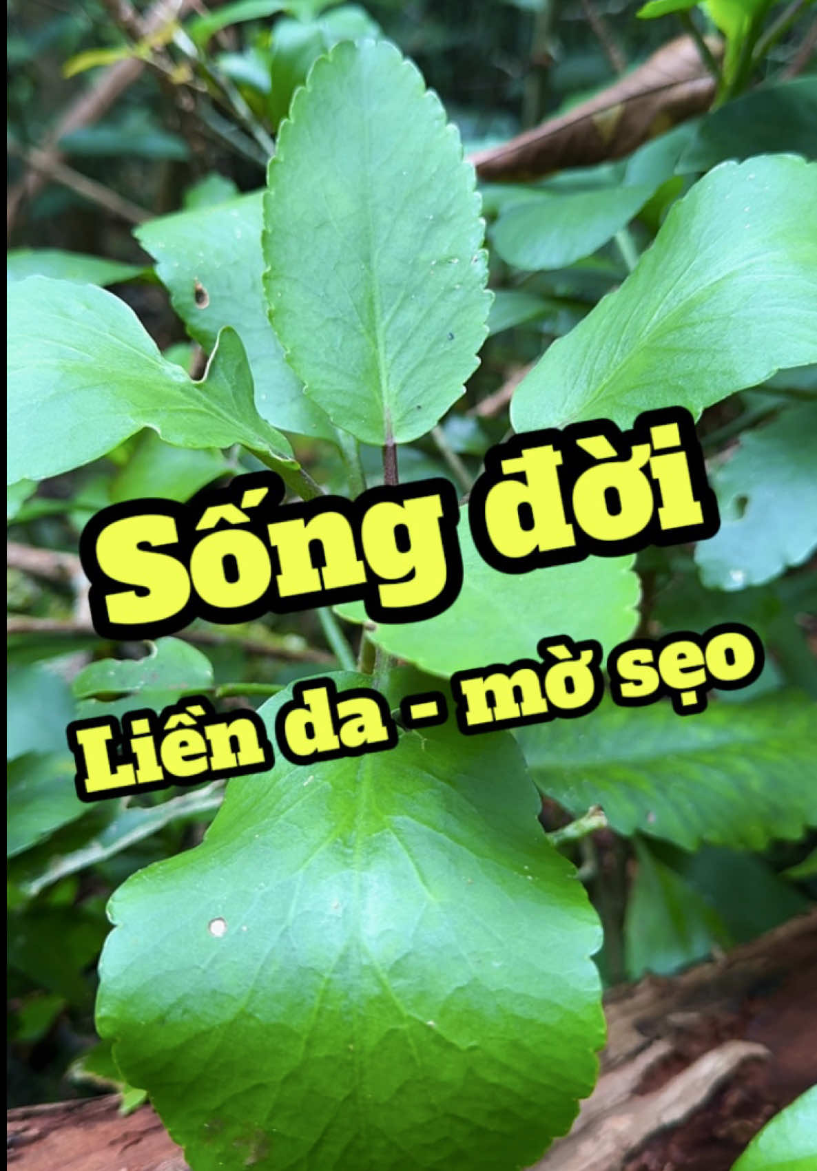 Cây sống đời - làm dịu vết bỏng - xoá tan sẹo xấu, ngủ ngon, thu trĩ. #duocsilenghia #caysongdoi #bongda #seoloi #benhtri 