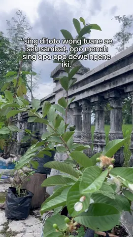 #CapCut #fyppppppppppppppppppppppp #fypage #bakulpitikviral 