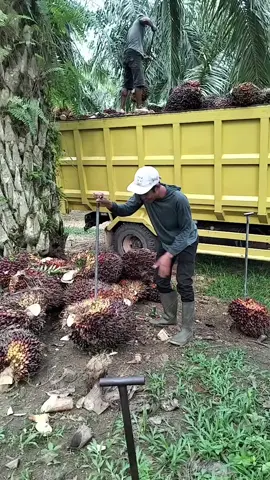 muatsawit #bekerjakeras  #muatsawit #viral #fyp 