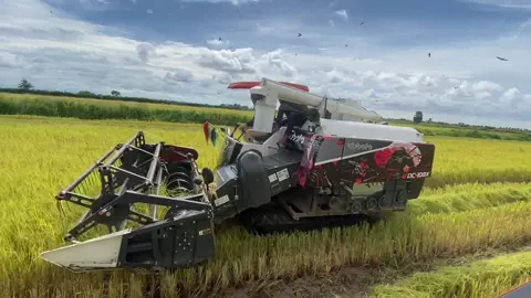 #មោងឬស្សីផ្ទះញុំ🏡🥰 ពេញរត់ហើយមេៗ❤️💜