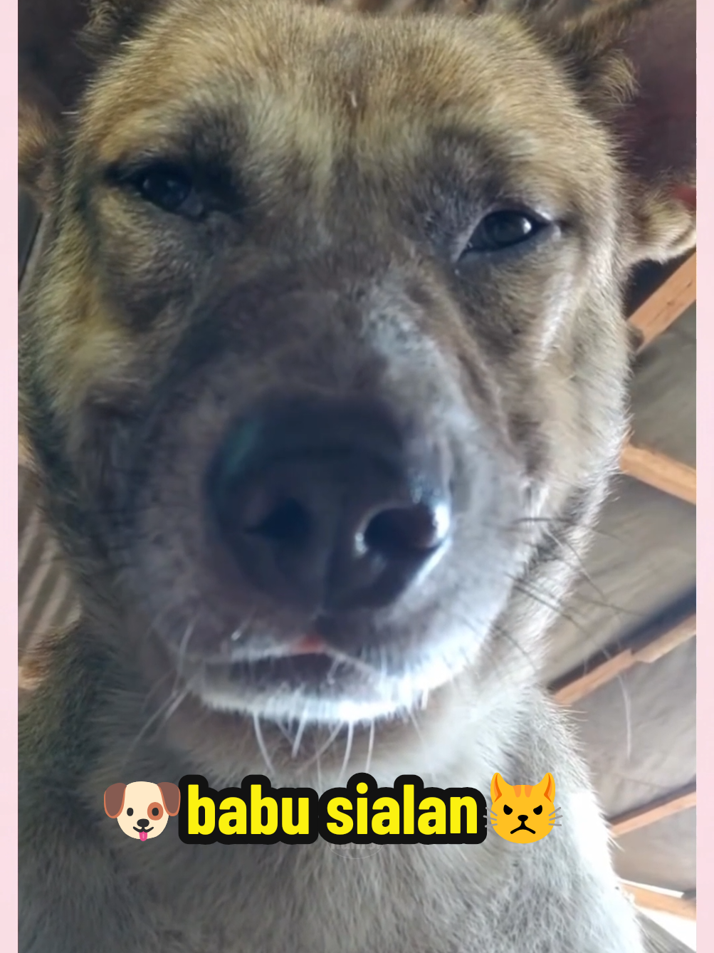🐶: gw disuruh live sendiri gitu kah😾 #fyp #viral #anjinglucu #ngakak #hiburan 