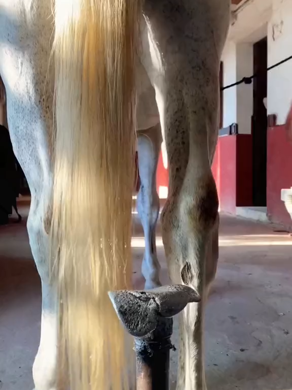 #horse #animalwelfare #asmr #farriersoftiktok #horseshoe #farrier #satisfying #hoof #care