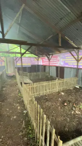 Ternak bebek pemula #peternakmuda #ternakbebek #kandangbebek #bebekratu #bebekpetelur 