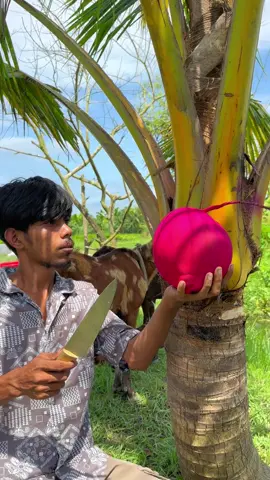coconut cutting skills and gat#asmr #tiktok #foryou #satisfy #tiktokviral @mdparvezhossai6 