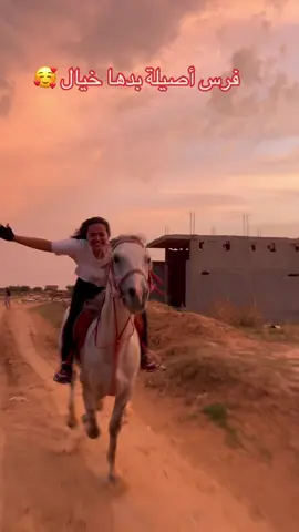 #خيل_وخياله🐎 #خيل_عربي #حصاني #خيال #girls 
