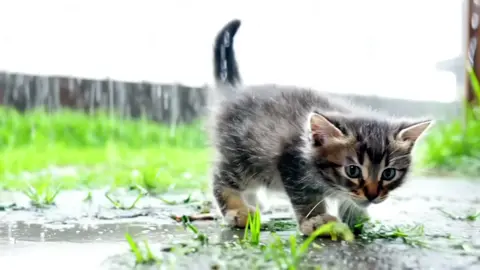 Encontré un gato lindo#tiktok #ai#fyp #Gato