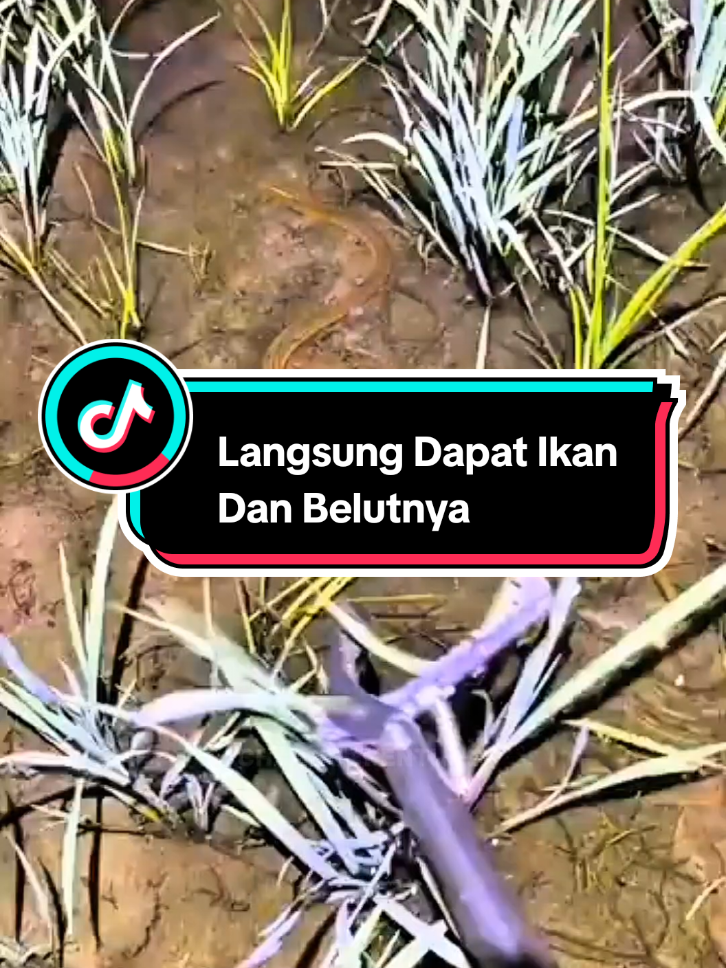 Cari Belut Di Sawah Pakai Capitan Ular Langsung Dapat #belutbabon #mancingbelutmonster #belutmonster #trending #mancingbelutsawah 