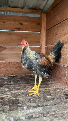 Anakan pumpkin  #sweaterpumpkin 