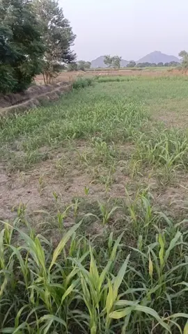 #viralvideo #❤️❤️❤️❤️❤️ 