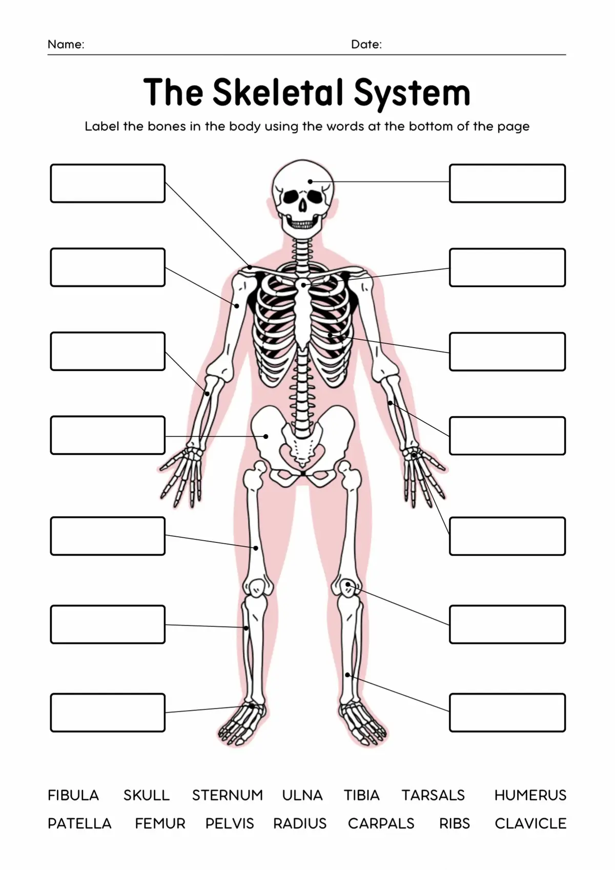 Let’s bone up on the skeletal system 💀📚 #Anatomy101 #SkeletalSystem #elementaryschool #worksheet #foryoupage 