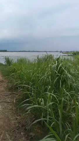 quê em mùa nước lũ 