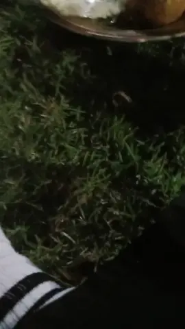 ternyata.... bayak penyayi di kampung😁😁👍