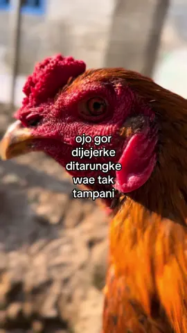 #ayambangkoksuper                        #ayamindonesia                               #katakata 