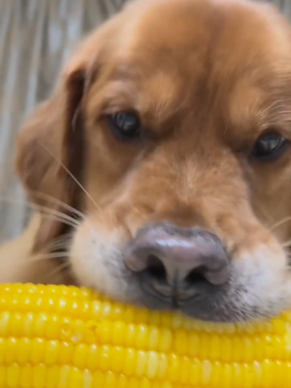 Best of Golden Retrievers #goldenretriever #golden #goldenretrieverlife #dogsoftiktok #puppylove 