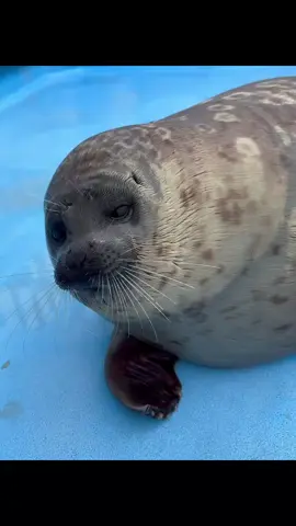 video from tokkaricenter_official  tokkaricenter_official. Today is Mashiro-kun Almost half a month since we've officially debuted the outside pool! I eat fish every day without any leftovers Satisfied and cute expression after meal When I see the caretaker, he comes to me, Trying to be a mofo on land, Resonating with Tsuki-chan ! and crying loudly... You look different than before. Staying good at the pool outside 10 Stay in the seal pen when you clean the pool Sometimes we can't meet, Other than that I'm basically at the pool outside, Ladies and gentlemen! Please come and see us #cute #tokkaricenter #silly #seal #fyp 