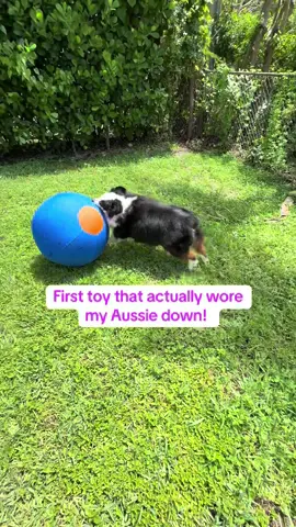 Have a overactive dog? This ball will definitely work them out! #dogsoftiktok #dogtoysoftiktok #dogtoy #aussie 