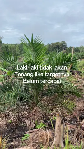 Kasak keser😂#petanisawit #petanimuda #storysawit 