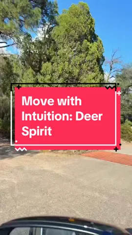 Move with Intuition: Deer Spirit. It's time to Slow down and approach situations with calm awareness. Your intuition is trying to guide you toward safety or right action. #DeerTotem #SpiritAnimal #GentleStrength #IntuitionGuidance #AnimalWisdom