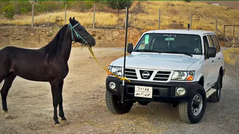 ماشاء الله تبارك الله 🐎🖤#ئەکتیڤبن🥀🖤ـہہـ٨ــہ #شێرەسپی💪 #سلێمانی #ئەکتیڤ_بن #hamaypatr0l 