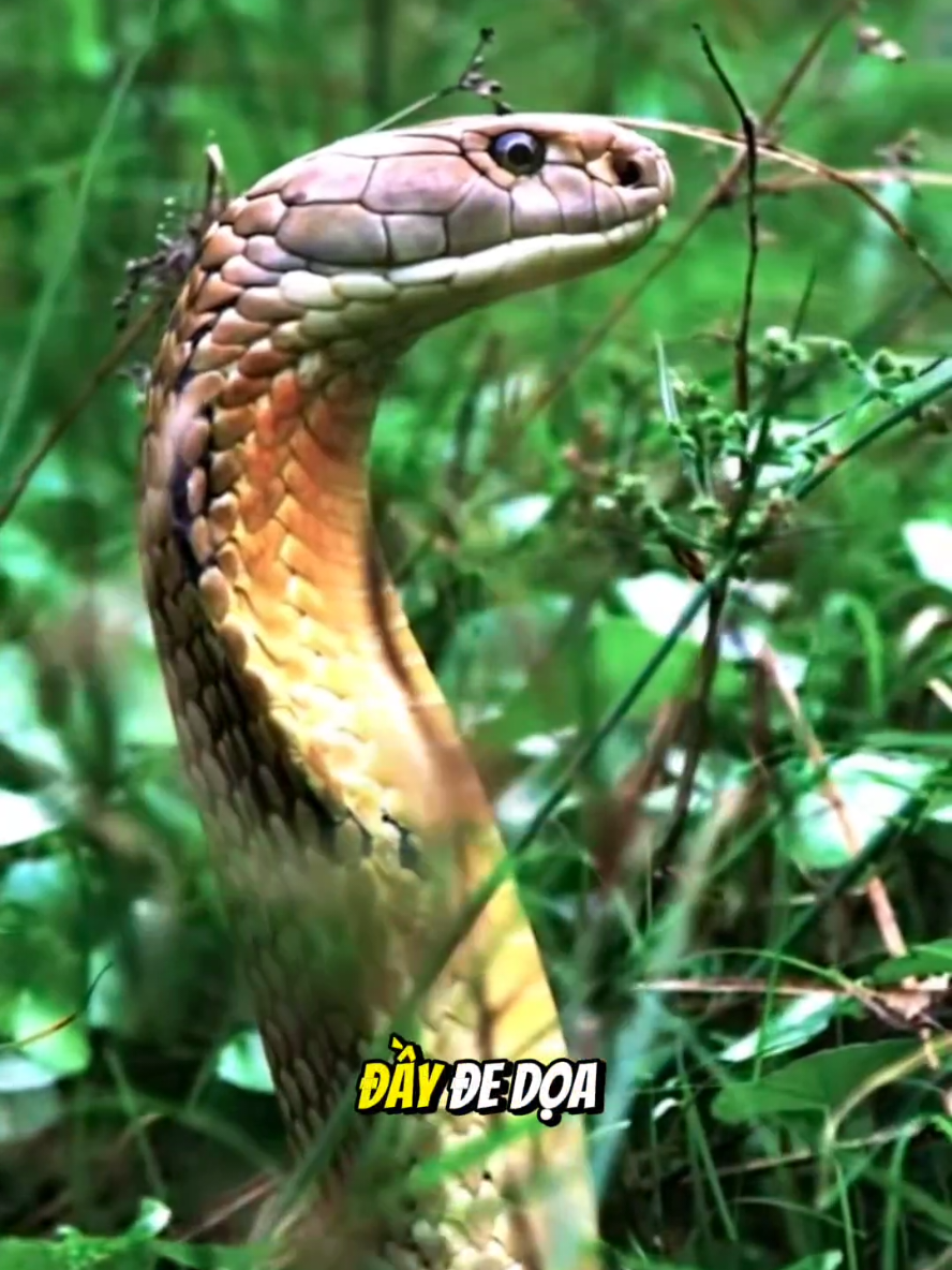 Rắn hổ chúa có thể di chuyển với tốc độ tối đa bao nhiêu?. #ranhomang #rắnhổmangchúa 