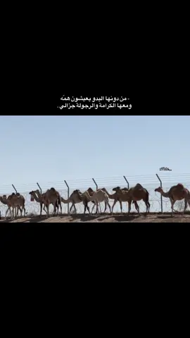 يذكرالله عالبل 🤎🐪. #تصويري_احترافي_الاجواء👌🏻🕊😴 #تصويري📷 #الشعب_الصيني_ماله_حل😂😂 #اكسبلور؟ #مالي_خلق_احط_هاشتاقات🦦 