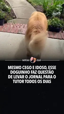 Um exemplo de amor e lealdade que aquece o coração! #fyp #foryoupage #animaisnotiktok #cachorrosdotiktok #animaisfofos 