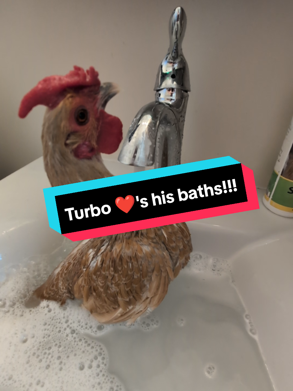 Turbo loves one thing about the same amount as treats and that's a bath 🤣 #Turbo #turbotherooster #roosterboytotherescue #fyp #roostersoftiktok 