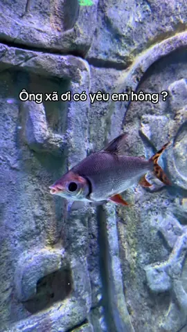 #VinWonders #GreenCreator #dulich #vinwondersphuquoc #chuoi 