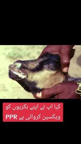 کیا اپ نے اپنے بکریوں کو ویکسین کروائی ہے PPR