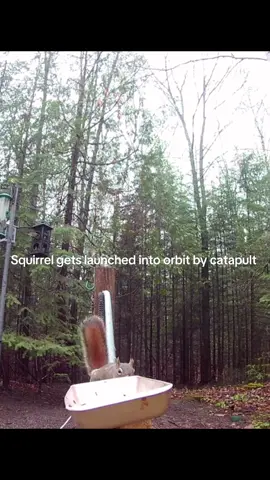 Squirrels have a space program now #nasa #birds 