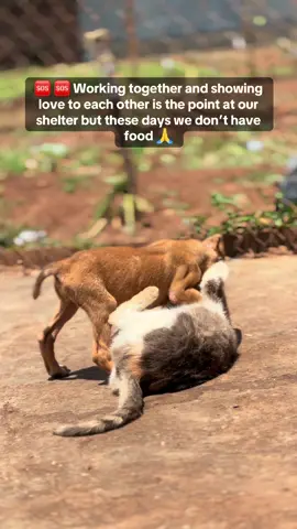 🆘 🆘 I feel so sad because no one is saying hi and donating to us to prevent hunger 😭🙏#USA #viralvideos #tik_tok #foryoupage #f 